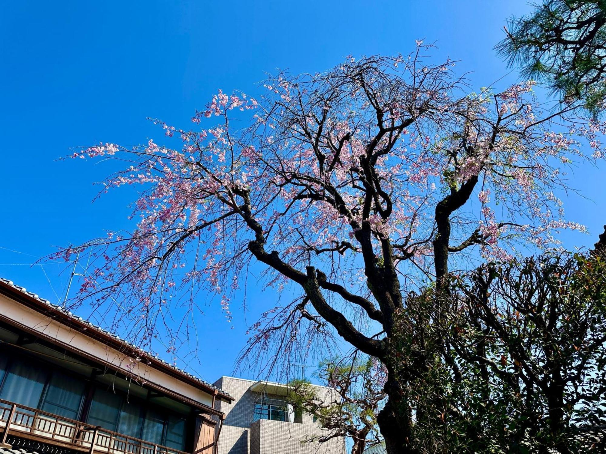 Family Or Business Travel 20 Percent Off丨200 Sqm 丨 14 Min To Shinjuku 丨century-Old Japanese Garden 丨3 Parking Spaces丨4 Bedrooms 도쿄 외부 사진